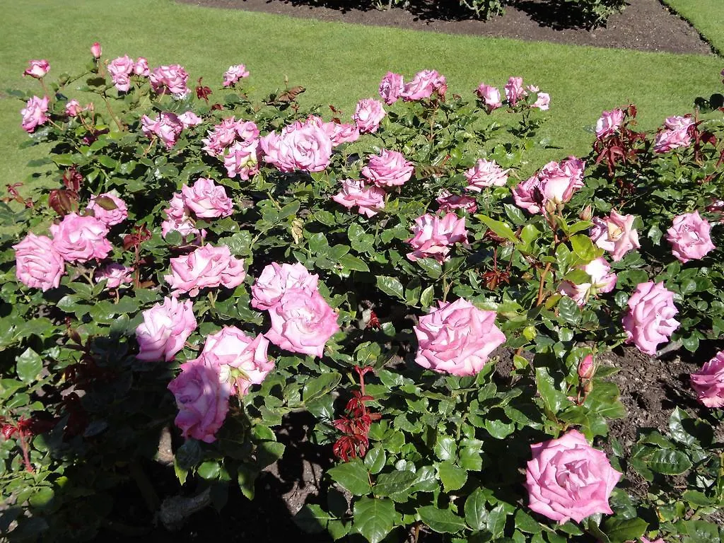 Silveroaks Resort Heritage Rotorua New Zealand
